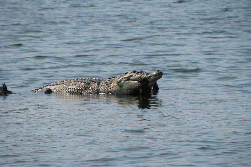 Sri Lanka, Colombo, River safari